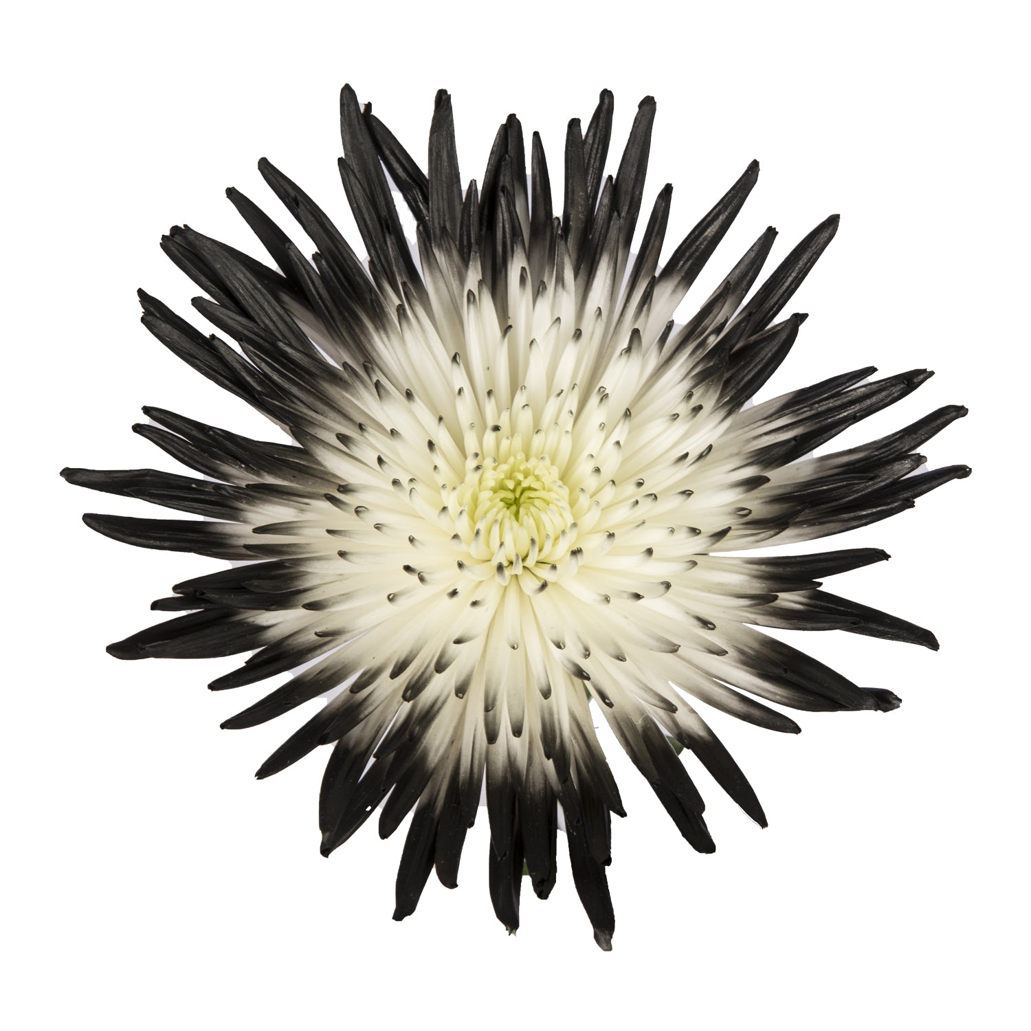 Black & White Painted Bi-Colored Anastasia Spider Mums Black & White / 100 Stems