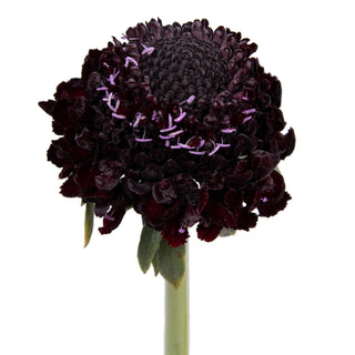Blackberry Scabiosa Purple flowers - fresh-cut flowers by Bloomingmore - ideal for weddings and floral events