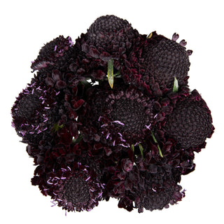 Blackberry Scabiosa Purple flowers - fresh-cut flowers by Bloomingmore - ideal for weddings and floral events