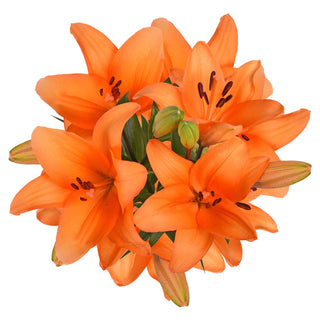 Blooming Boxes, Orange LA Hybrid Lilies Orange flowers - fresh-cut flowers by Bloomingmore - ideal for weddings and floral events