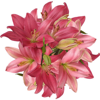 Blooming Boxes, Pink LA Hybrid Lilies Pink flowers - fresh-cut flowers by Bloomingmore - ideal for weddings and floral events