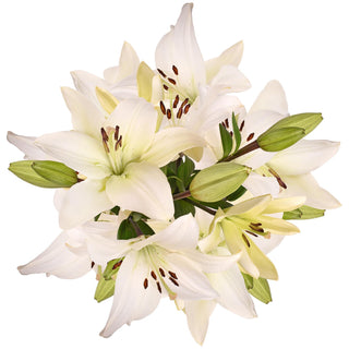 Blooming Boxes, White LA Hybrid Lilies White flowers - fresh-cut flowers by Bloomingmore - ideal for weddings and floral events