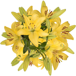 Blooming Boxes, Yellow LA Hybrid Lilies Yellow flowers - fresh-cut flowers by Bloomingmore - ideal for weddings and floral events