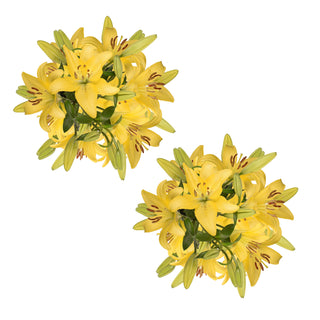 Blooming Boxes, Yellow LA Hybrid Lilies Yellow flowers - fresh-cut flowers by Bloomingmore - ideal for weddings and floral events