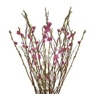 Blooming Branches Pink flowers - fresh-cut flowers by Bloomingmore - ideal for weddings and floral events