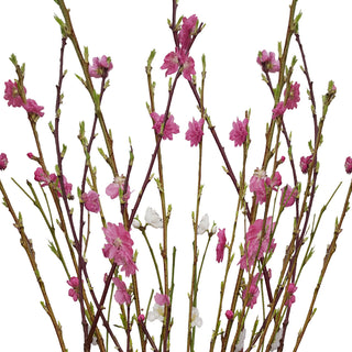 Blooming Branches Pink flowers - fresh-cut flowers by Bloomingmore - ideal for weddings and floral events