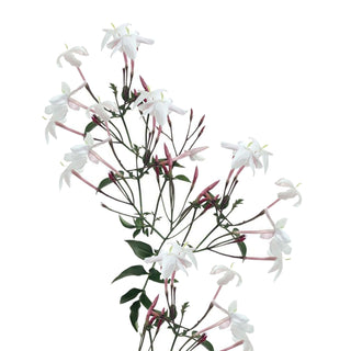 Blooming Jasmine Vine Green flowers - fresh-cut flowers by Bloomingmore - ideal for weddings and floral events