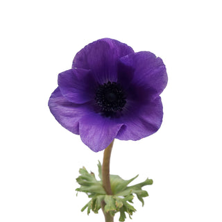 Blue Anemones Blue flowers - fresh-cut flowers by Bloomingmore - ideal for weddings and floral events