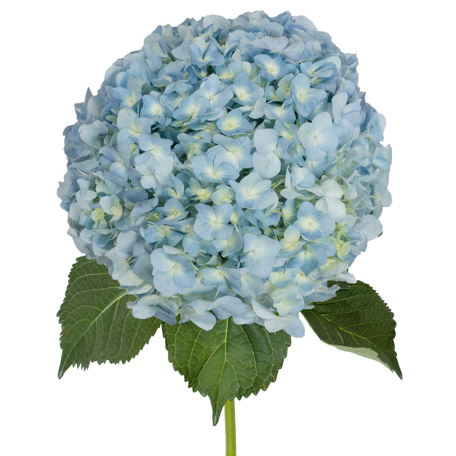 Blue Natural Jumbo Hydrangeas – Bloomingmore
