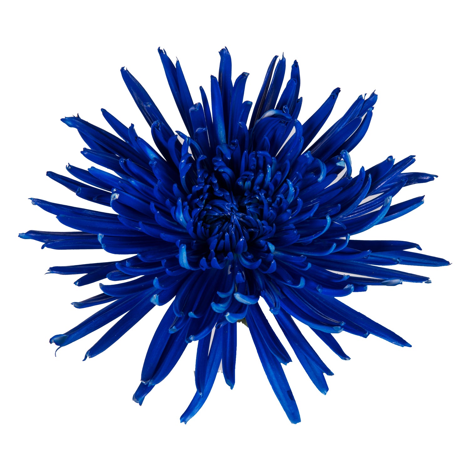 where to buy spider mums plants Blue Painted Anastasia Spider Mums Blue / 100 Stems