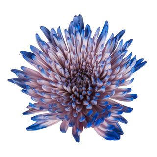 Blue & Pink Painted Bi-Colored Anastasia Spider Mums Red flowers - fresh-cut flowers by Bloomingmore - ideal for weddings and floral events