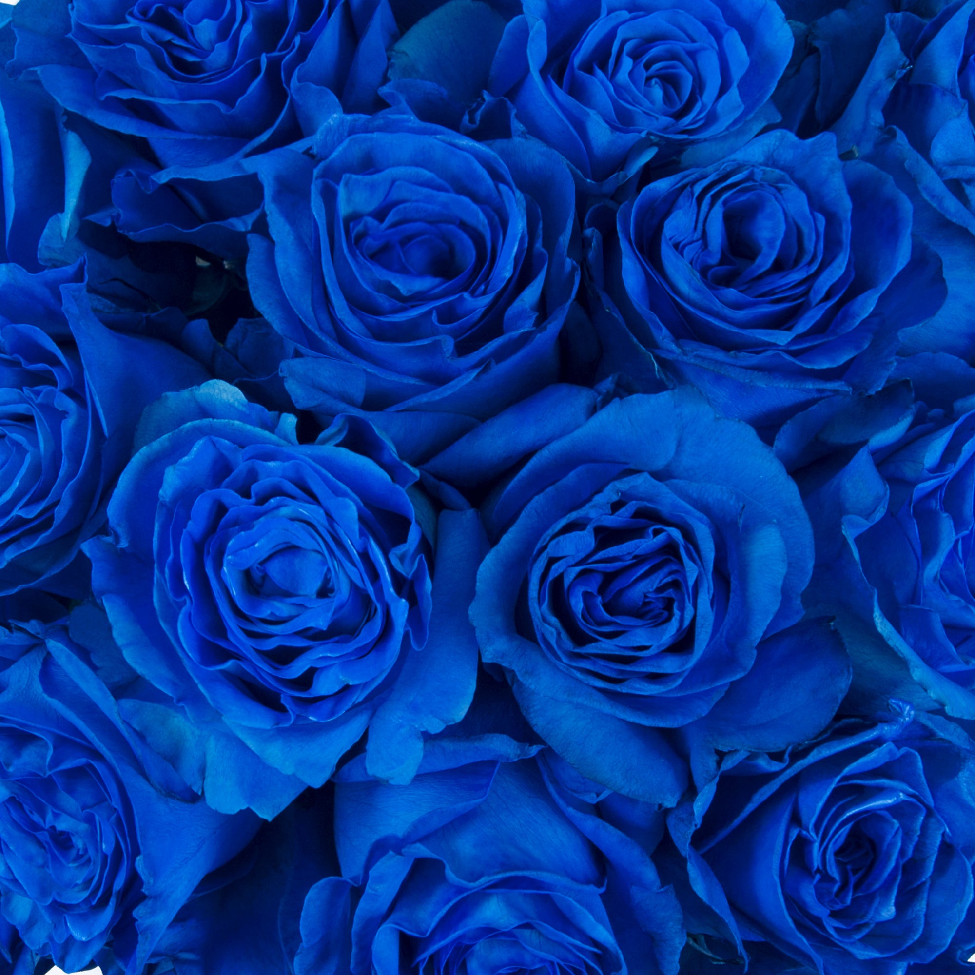 Blue_Tinted_Roses_Blue_roses_B