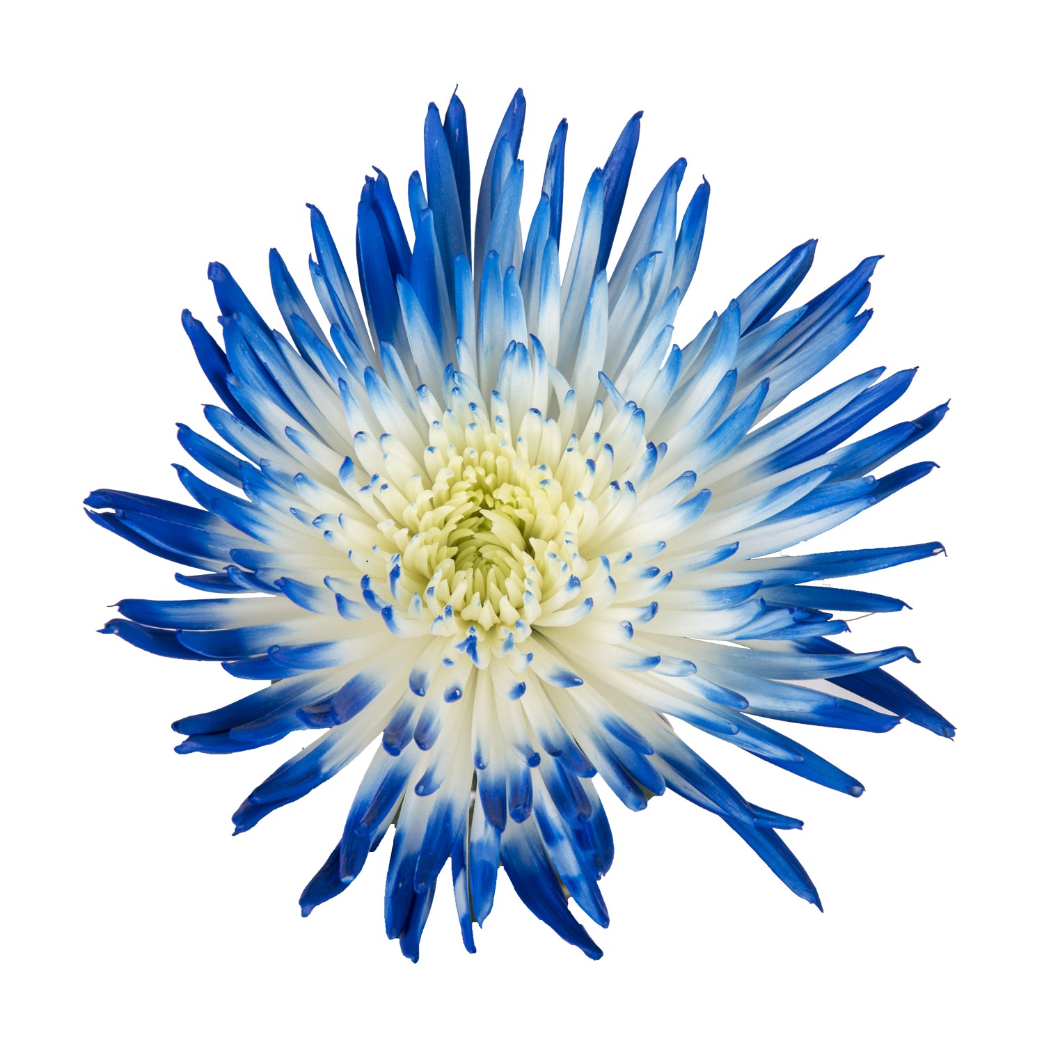 Blue White Painted Bi-Colored Anastasia Spider Mums – Bloomingmore