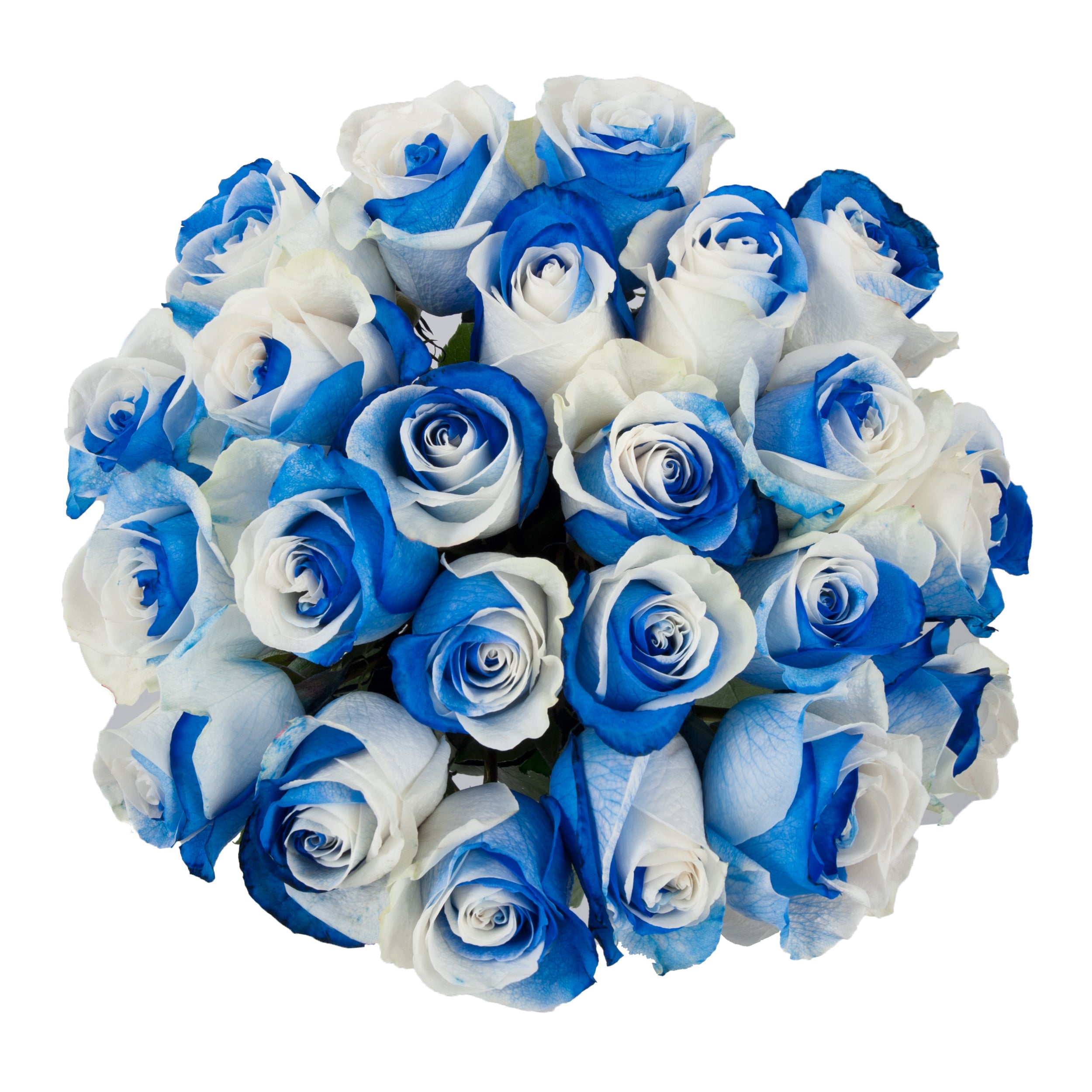 blue roses and white lilies Blue & White Tinted Roses Blue & White / 60 cm / 24
