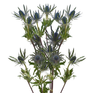 Blue lagoon Eryngium Green flowers - fresh-cut flowers by Bloomingmore - ideal for weddings and floral events