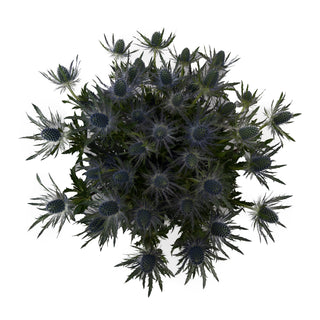 Blue lagoon Eryngium Green flowers - fresh-cut flowers by Bloomingmore - ideal for weddings and floral events