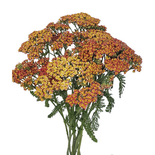 Bronze Yarrow Cottage Green flowers - fresh-cut flowers by Bloomingmore - ideal for weddings and floral events
