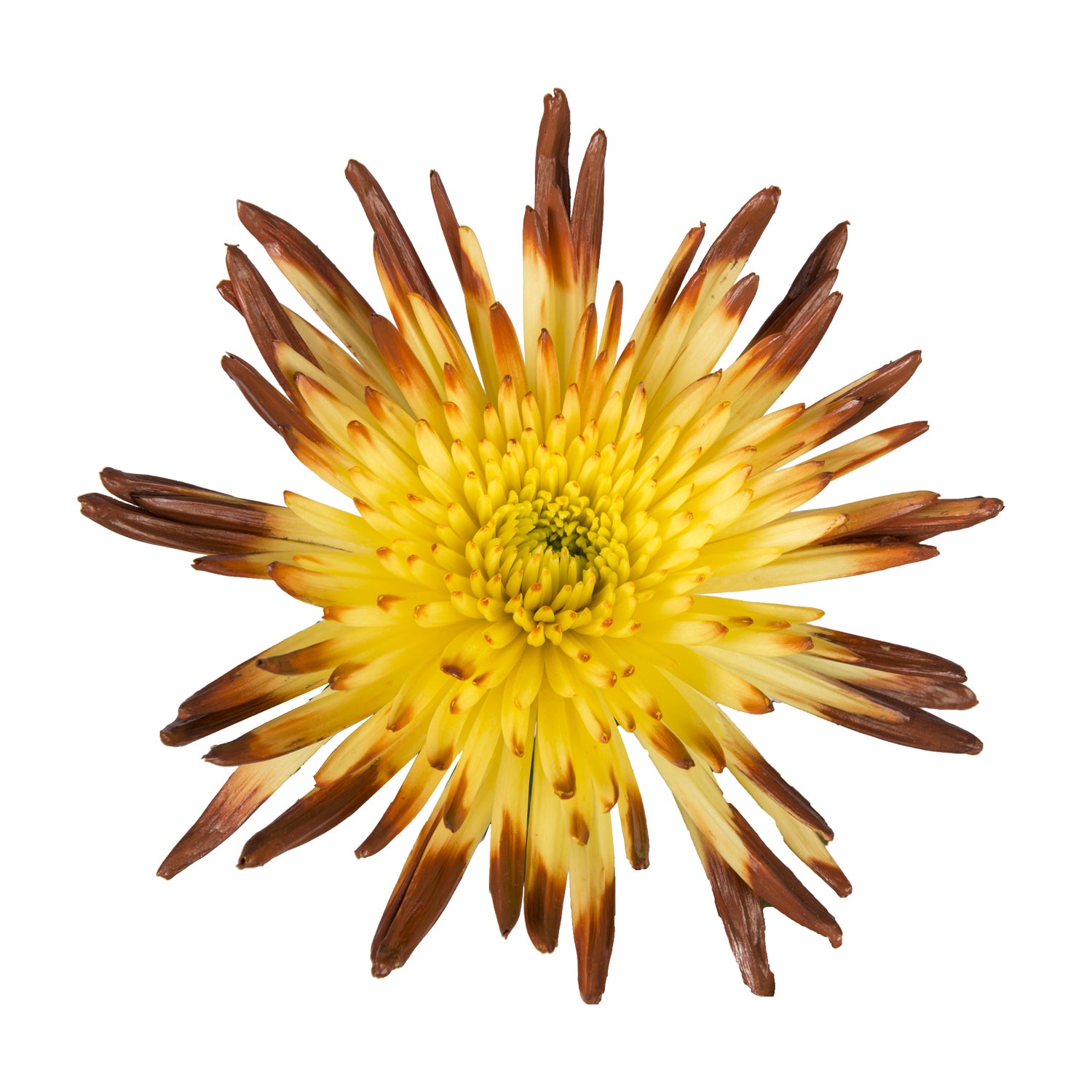 where to buy spider mums plants Brown & Yellow Painted Bi-Colored Anastasia Spider Mums Brown & Yellow / 100 Stems