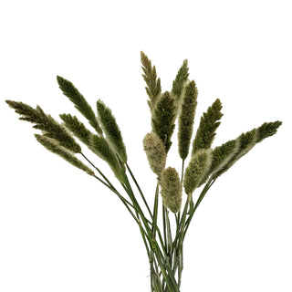 Bunny Tail Green flowers - fresh-cut flowers by Bloomingmore - ideal for weddings and floral events