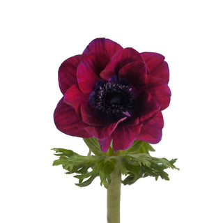 Burgundy Anemones Burgundy flowers - fresh-cut flowers by Bloomingmore - ideal for weddings and floral events