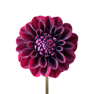 Burgundy Dahlias Burgundy flowers - fresh-cut flowers by Bloomingmore - ideal for weddings and floral events
