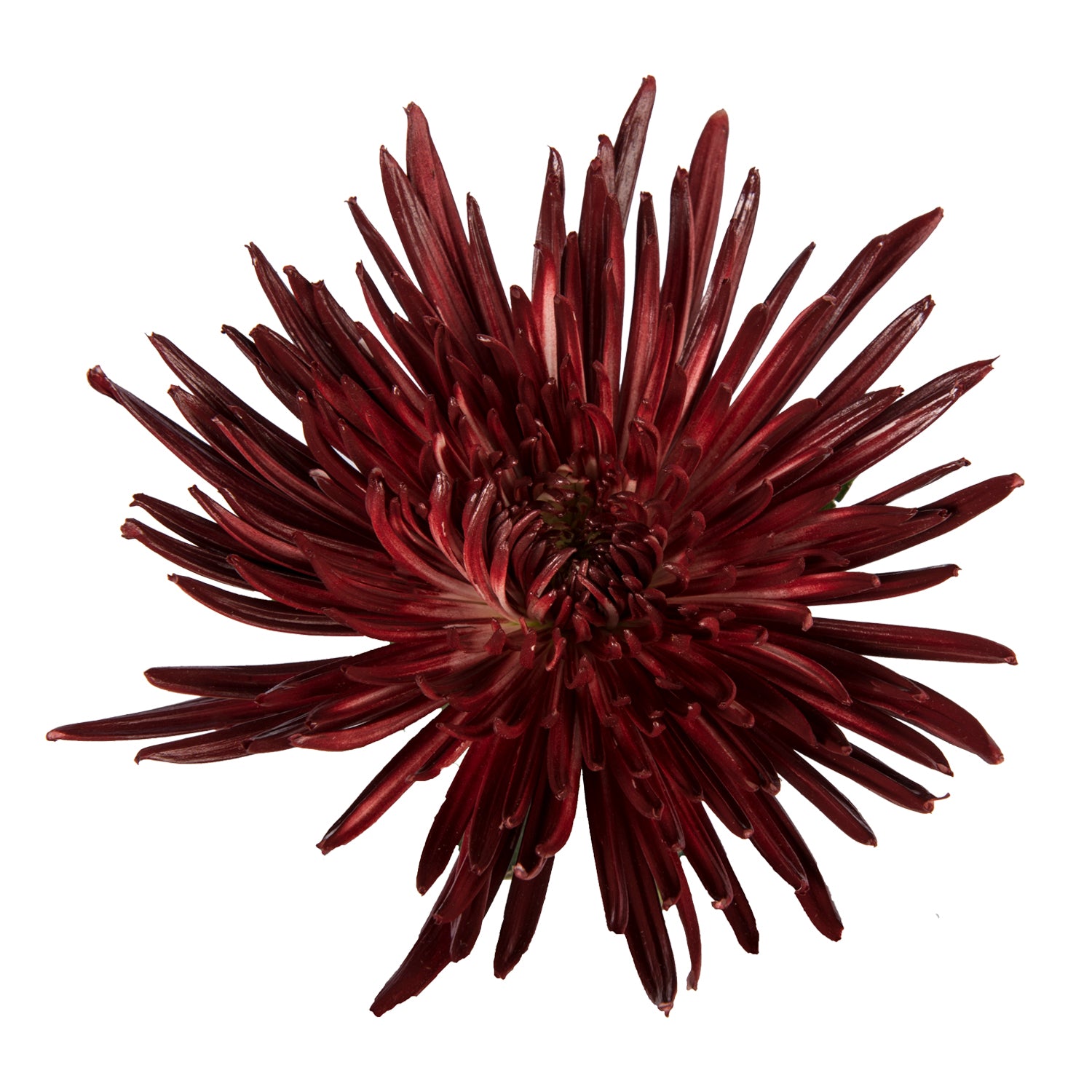 where to buy spider mums plants Burgundy Painted Anastasia Spider Mums Burgundy / 60 Stems