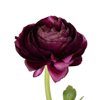Burgundy Ranunculus Burgundy flowers - fresh-cut flowers by Bloomingmore - ideal for weddings and floral events
