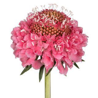 Candy Scabiosa Pink flowers - fresh-cut flowers by Bloomingmore - ideal for weddings and floral events