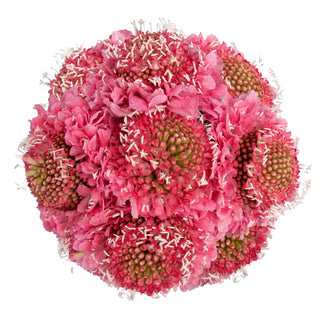 Candy Scabiosa Pink flowers - fresh-cut flowers by Bloomingmore - ideal for weddings and floral events