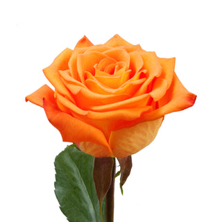 Careless Whisper Roses Orange roses - fresh-cut roses by Bloomingmore - ideal for weddings and floral events