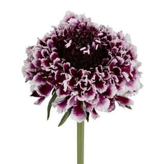 Cherry Vanilla Scabiosa Cherry flowers - fresh-cut flowers by Bloomingmore - ideal for weddings and floral events