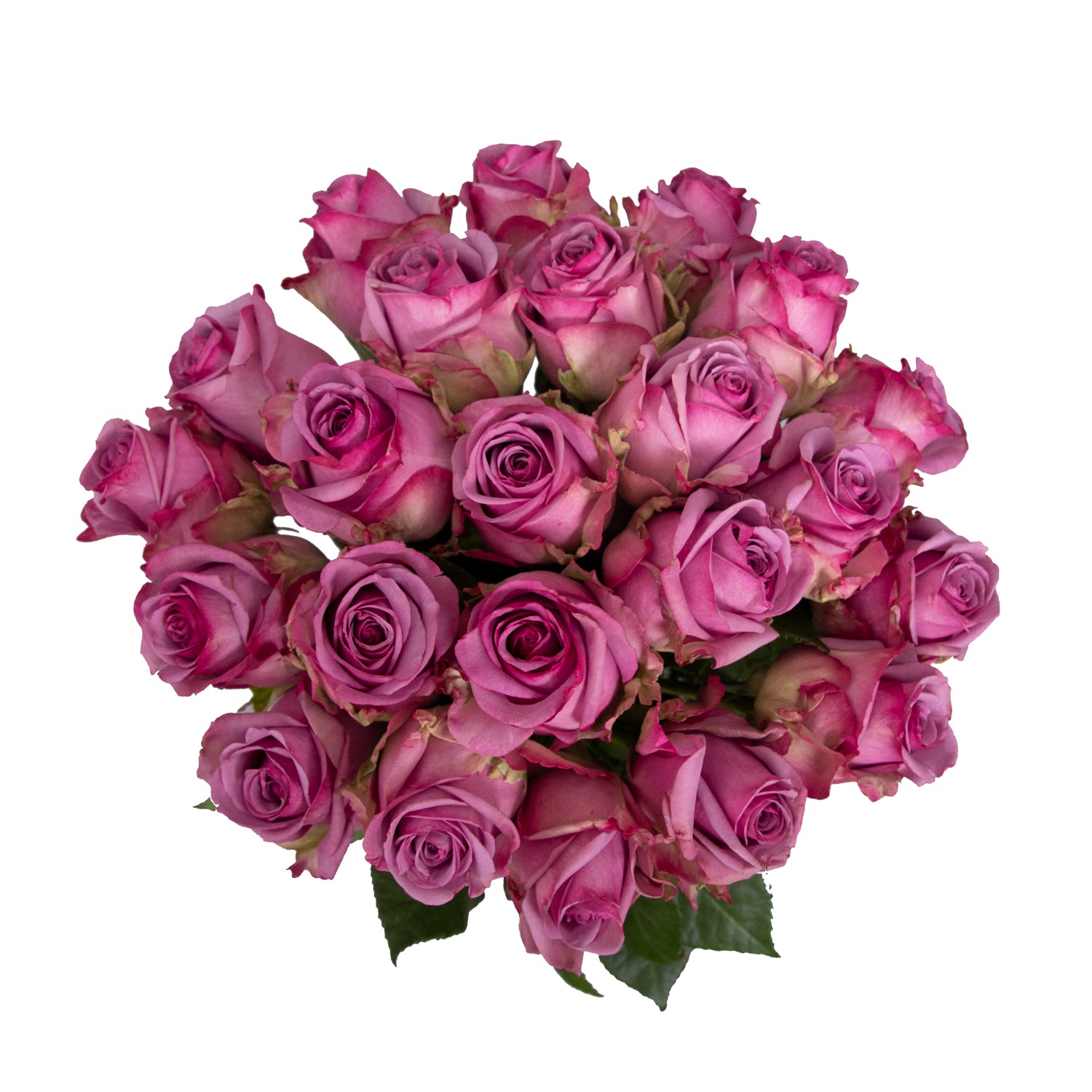 Cool Water Roses Cool Water / 50 cm / 20