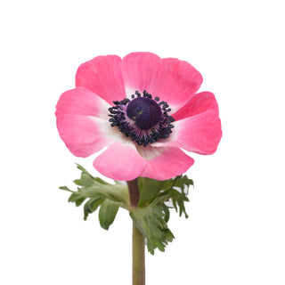 Light Pink Anemones Pink flowers - fresh-cut flowers by Bloomingmore - ideal for weddings and floral events