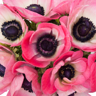Coral Anemones Pink flowers - fresh-cut flowers by Bloomingmore - ideal for weddings and floral events