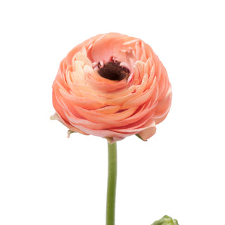 Coral Ranunculus Coral flowers - fresh-cut flowers by Bloomingmore - ideal for weddings and floral events