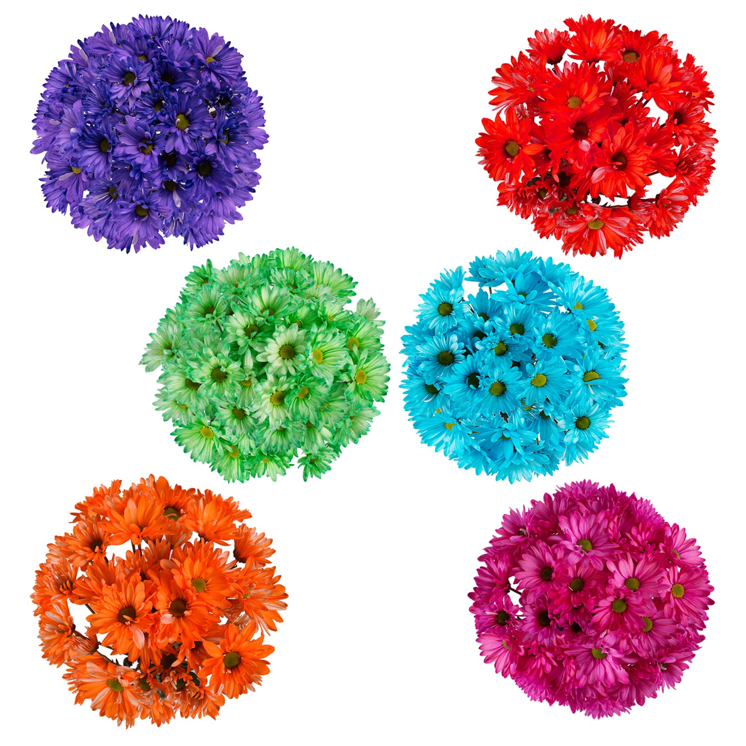 Crazy_Daisies_Tinted_Pompom_Da