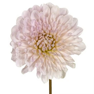 Cream Dahlias Cream flowers - fresh-cut flowers by Bloomingmore - ideal for weddings and floral events