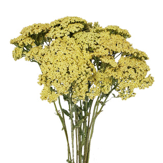 Cream Yarrow Cottage Cream flowers - fresh-cut flowers by Bloomingmore - ideal for weddings and floral events