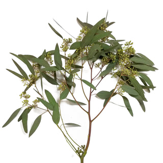 Cupped Seeded Eucalyptus Green flowers - fresh-cut flowers by Bloomingmore - ideal for weddings and floral events