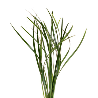 DIY Wedding Hot Pink Roses Collection Pink roses - fresh-cut roses by Bloomingmore - for custom arrangements and home decor