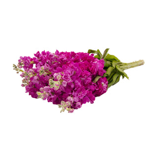 Dark Pink Stock Pink flowers - fresh-cut flowers by Bloomingmore - ideal for weddings and floral events