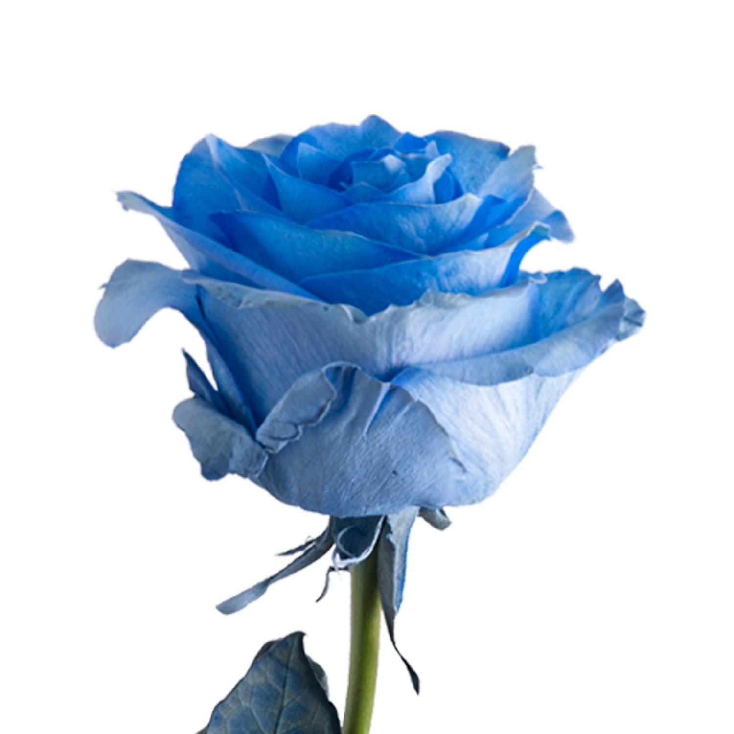 Dark_Whisper_Painted_Roses_Blu