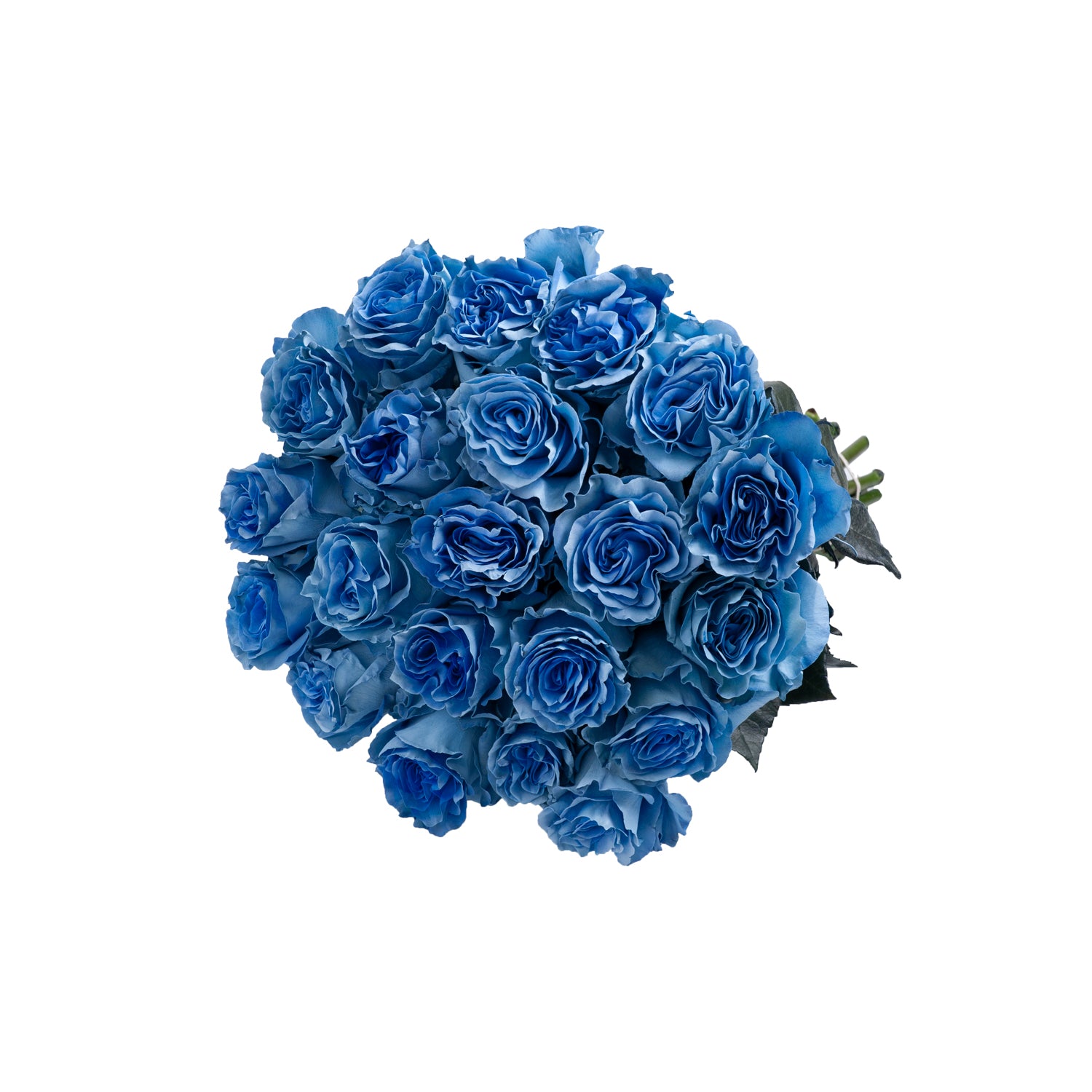 ヴィクトリースパーク　BLUE ROSES サイン　3枚セット Dark_Whisper_Painted_Roses_Blu