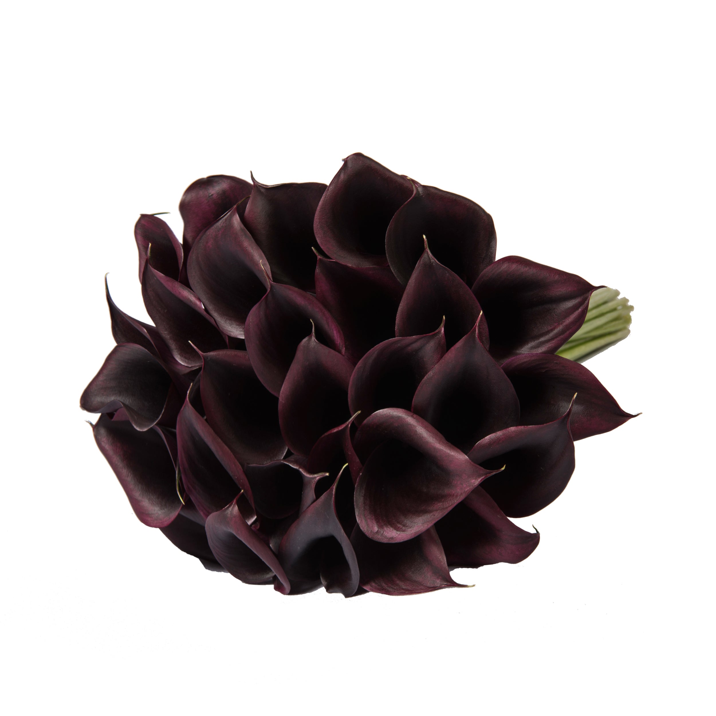 dark purple peace lily Deep Purple Mini Calla Lilies