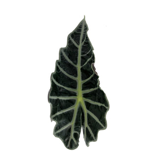 Deer Face Green flowers - fresh-cut flowers by Bloomingmore - ideal for weddings and floral events