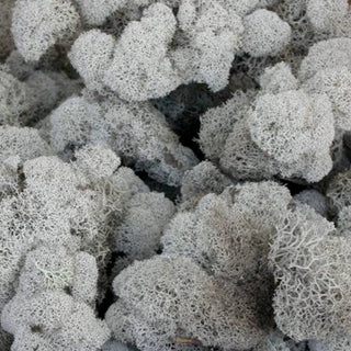 Deerfoot Moss Green flowers - fresh-cut flowers by Bloomingmore - ideal for weddings and floral events