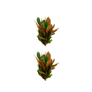 Deluxe Holiday Combo Green flowers - fresh-cut flowers by Bloomingmore - ideal for weddings and floral events