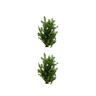 Deluxe Holiday Combo Green flowers - fresh-cut flowers by Bloomingmore - ideal for weddings and floral events