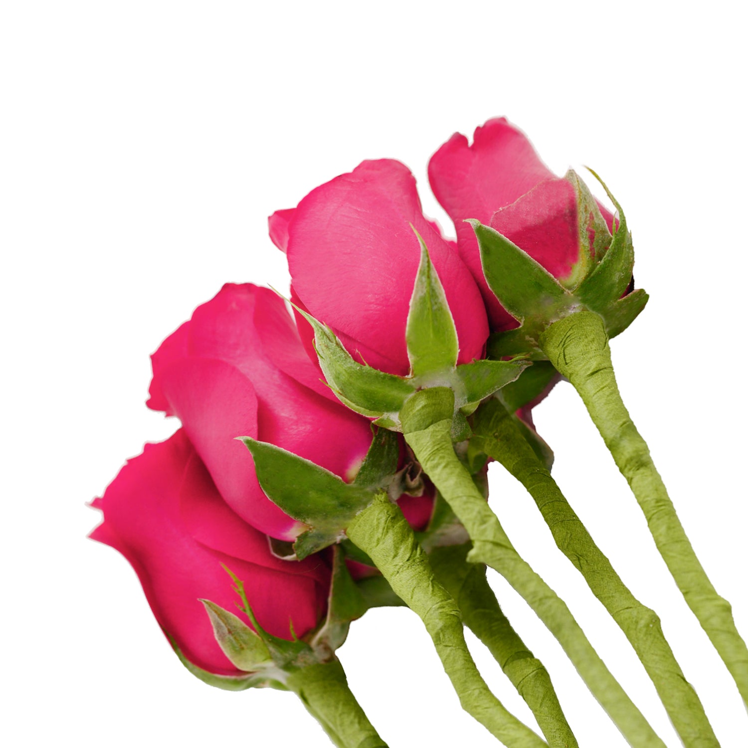 Do It Yourself Wired Hot Pink Roses – Bloomingmore