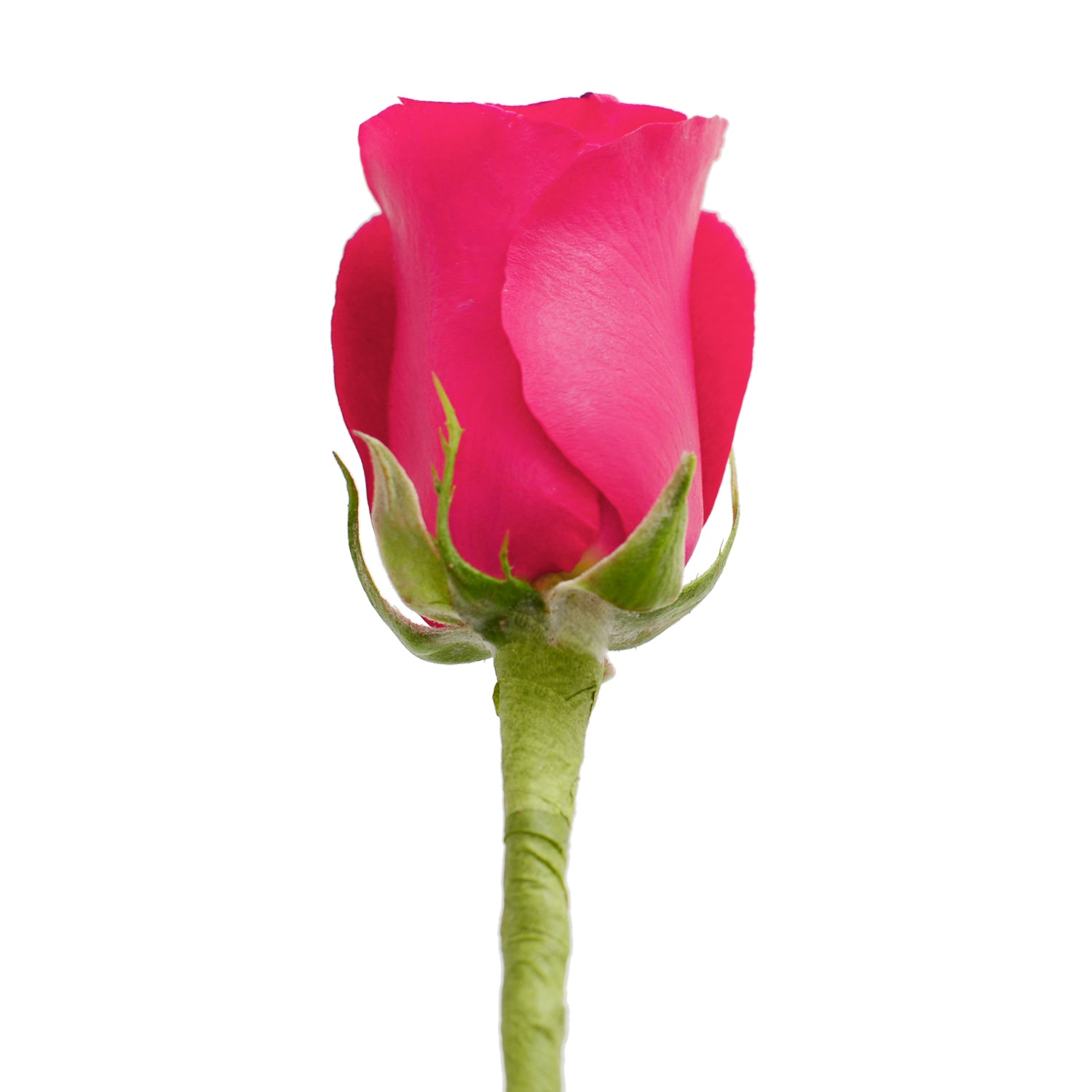 rose_malingオーダーページ Do It Yourself Wired Hot Pink Roses – Bloomingmore